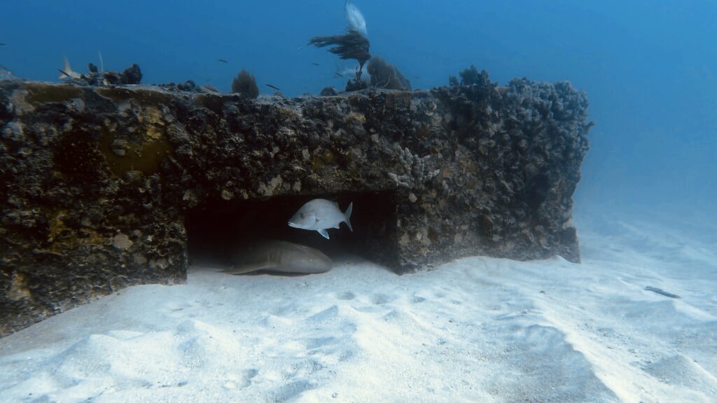 Scuba divers exploring a shipwreck near Miami Florida