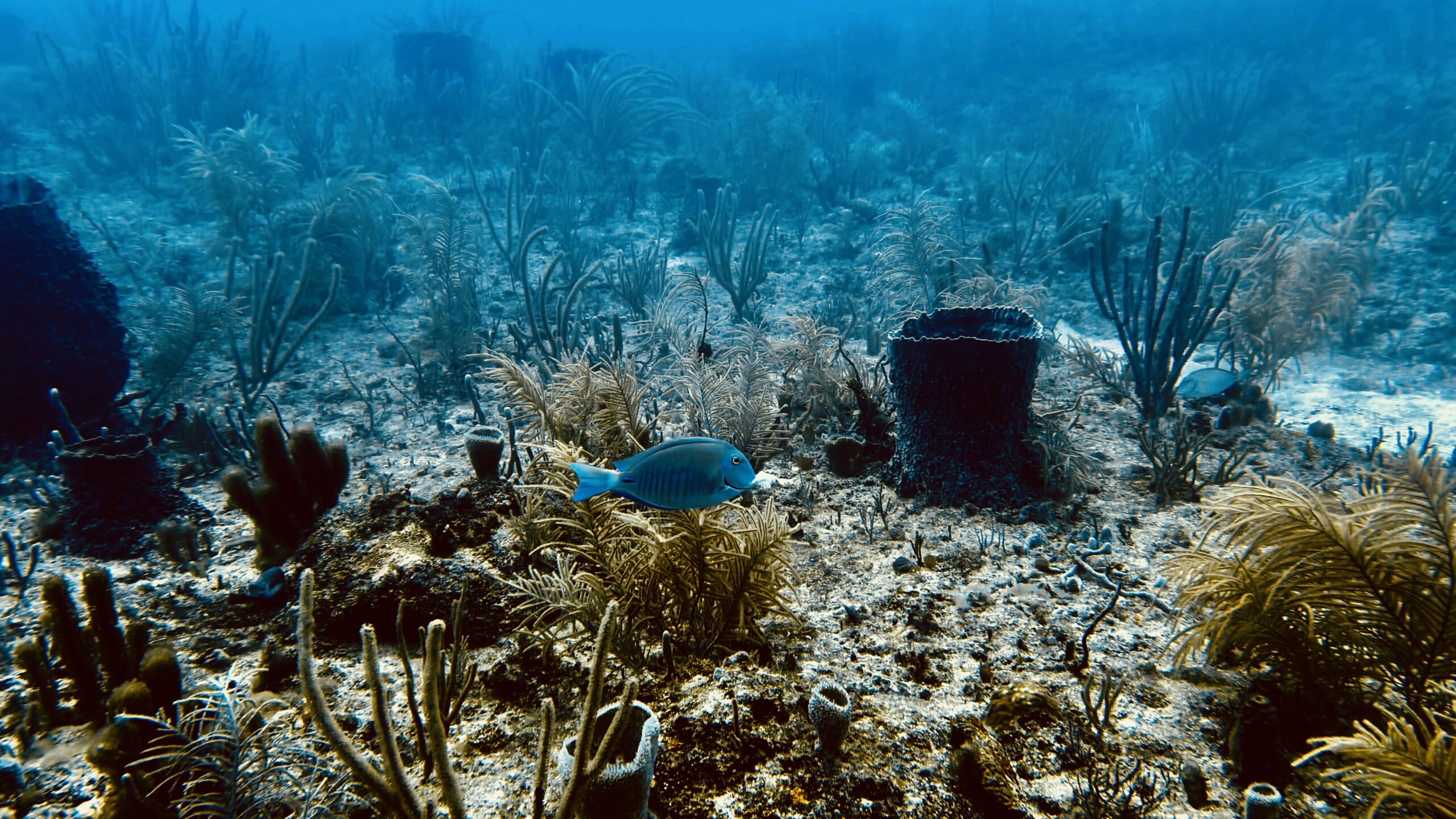 Scuba diving at a wreck site near Pompano Beach Florida