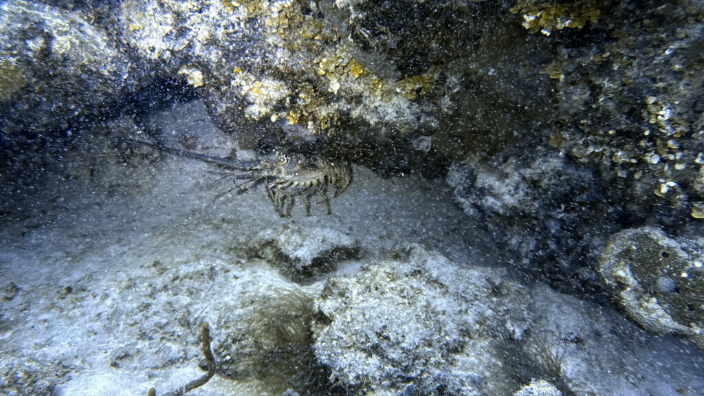 Scuba divers exploring a coral reef in South Florida