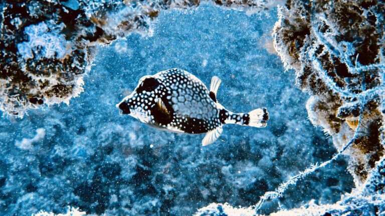 Trunk Fish